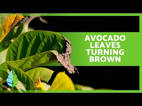 AVOCADO SOS - How to Rescue BROWN LEAVES 🍂🥑 (5 Causes and Solutions) ✅