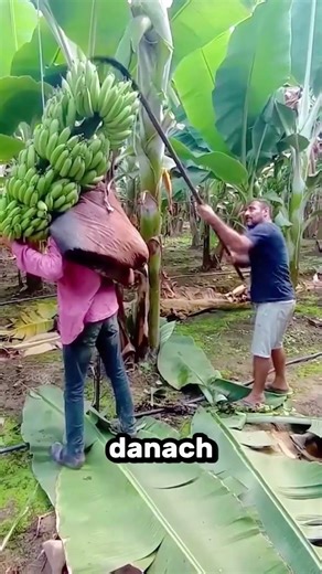 Warum Bauern den ganzen Bananenbaum abschneiden?