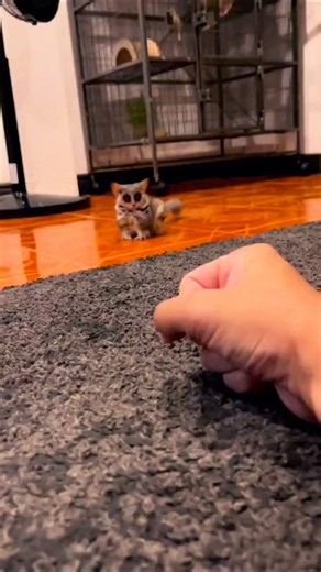 Meet the Cutest Animal You’ve Never Heard Of 🥺 (Bush Baby) #shorts