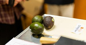 Smartphone-powered AI predicts avocado ripeness | Newsroom