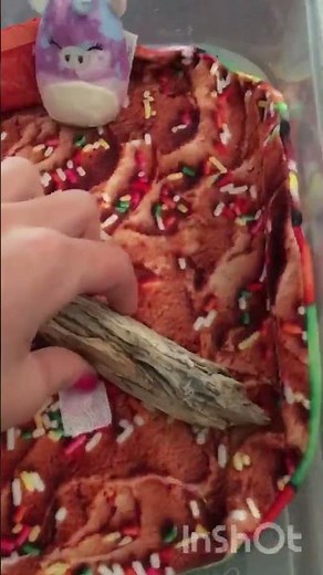 My Baby Painted Turtle’s Home | Coach’s Cute Pet Turtle Video
