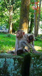 2.8M views · 6.4K reactions | Happily!... Beautiful Jolie Play Happy with Rojo, But Scare Ashley Walks A ways #Monkeyaction | Monkey action | Facebook