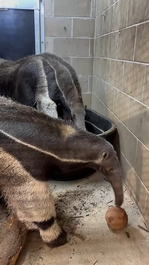 1K views · 46K reactions | In case you were wondering about an anteater's nightly routine. Here is Arnaud tucking in to sleep. Must be cool to have a tail that is also a blanket!  Keeper Kenzie #millerparkzoo #giantanteater | Miller Park Zoo | Facebook