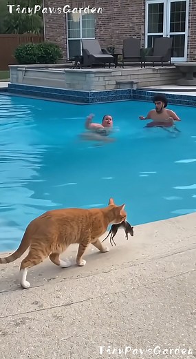 Pool Volleyball Turns to Chaos When a Mouse Appears 🐭💦😳➡️🤣 😂 100% AI video for fun & laughs! Every scene is digitally created — no real animals, babies, or people. 🐾 Enjoy and share! 🚫 No reuploads. #AIreel #AIfunny #AIanimals #AIfun #CreativeAI #AIvideo #AImagic | Tiny Paws Garden