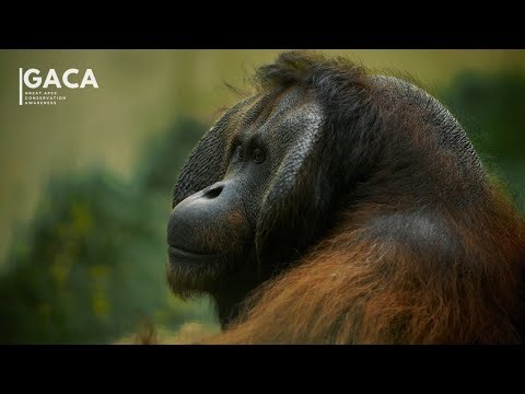 Borneo Wildlife - The Orangutan | GACA Mini Documentary