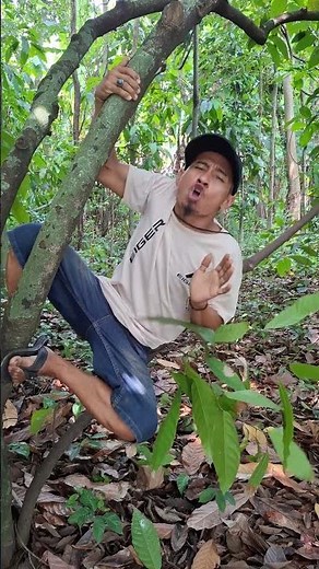 masteran burung viral lucu bikin ngakak hiburan warga+62 funny videos #funny #shorts #viral