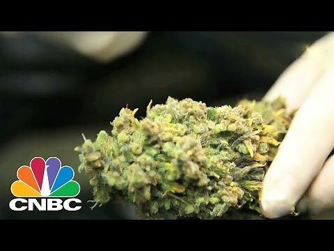 How To Get Rich Off Weed | CNBC