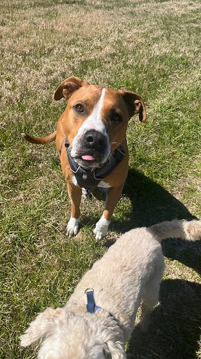 Abby, KPA-CTP on Instagram: "still one of my favorite ever videos of Harvey. He was so happy to be muddy and free. and something I’ll never be bothered by is him getting muddy. It makes him so happy 🥺 also happy Valentine’s Day!! 💖 . . . . [#Accessibility: Large Bully Breed Mix dog rolls in a huge pile of mud. He is completely covered in mud. The text reads “my rescue dog creating a core memory the first day I brought him home”] #rescuedogsofinstagram #corememory #dogsofinstagram #dogreels #mu