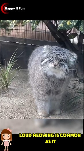 My cute cat search male # #tranding #cat #pets