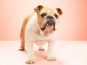 13 Types of Bulldogs That'll Be Lovable Companions