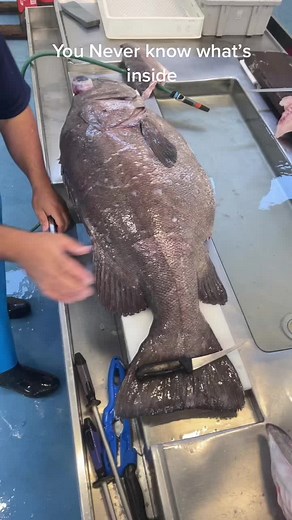 How to Gut a Western Bass: Big Fish Gutting Reveal