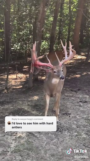 Deer Shedding Antlers - Big Buck Sighting