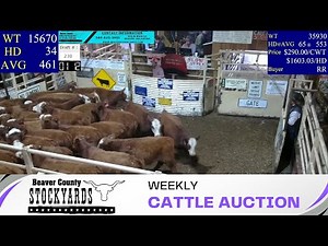 11/28/2023 - Beaver County Stockyards Livestock Auction