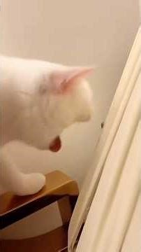 cat vs bug 🐛🪲😹