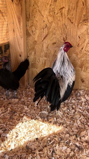 This is my 2026 breeder pair of birchens. I’ll be on the lookout this spring for another great female to add with them. #oldenglishgamebantams #oegb #chickensoftiktok #northcarolina #birchen