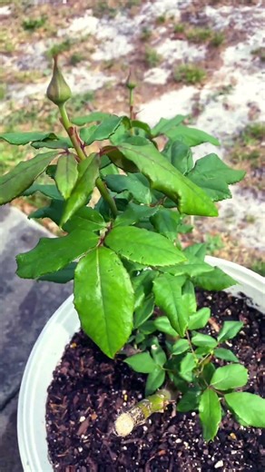 Roses budding! #gardening #garden #plants #rose #rosebud