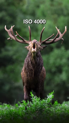 Paolo Sartori | Wildlife Photography on Instagram: "“High ISO will ruin your shot.” Really? 🤔 In wildlife photography, using high ISO is often the only way to get the shot. But that doesn’t mean sacrificing quality…if you know how to work with it. Here’s how I manage noise in high-ISO wildlife photos 👇🏻 1. Expose to the right Noise lives in the shadows. I’d rather darken a bright image in post than brighten a dark one. It makes a huge difference. 2. Use your widest aperture Don’t be afraid to