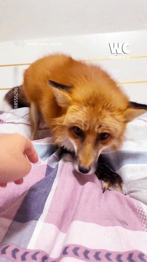 47K views · 201 reactions | Fox living with human #fox | Watercooler Animals | Facebook