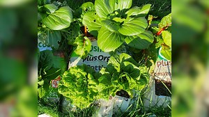 3.5K views · 190 reactions | The Brix Test Results on the Potting Mix Trial www.vasilisgarden.com Real People, Real Gardens, Real Food! Maresi!  | Vasili's | Facebook