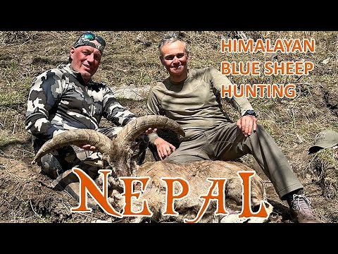 Himalayan Blue sheep hunting in Nepal