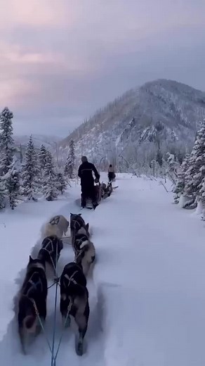 We are an eco-travel company in remote, off-grid Alaska. Check out our website www.1901mushing.com to book a tour this winter! #reelsvideo #alaska #lastfrontier #thisisalaska #solotravel #dogsledding #doglover #auroraborealis #nowbooking #wintervacation #smallbusinesscheck #visitalaska #winteriscoming #ski #snowboard #skijor #iamatraveler