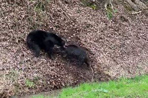 Black Bear Brutalizes Feral Hog on Roadside in Front of Gawking Motorists