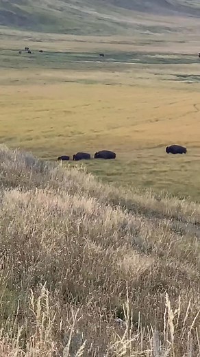 Yellowstone Bison moving through grass. | Bona Vin