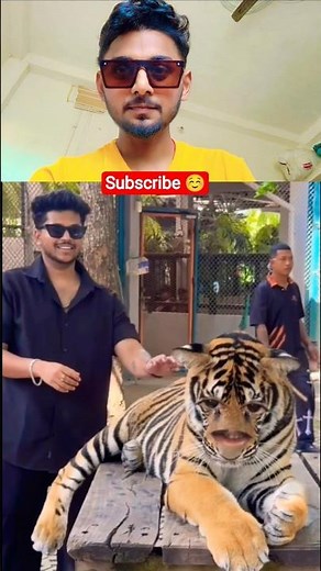 Hilarious Tiger Memes That Will Make You ROAR! 😂🐅