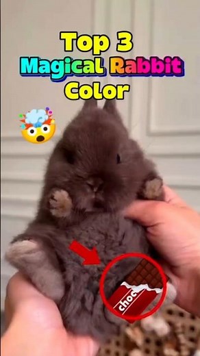 3 Rare rabbit colors you have to see to believe! 💜🍫🩵 Which one is your favorite?