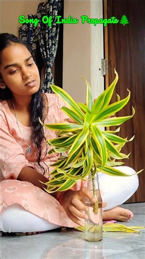 How To Propagate Song Of India 🌲🍁🇮🇳 #songofindia #plants #propagate #plantcare #plantlover #green