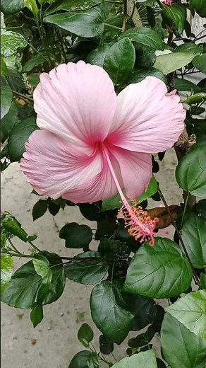 different types of hibiscus flowers 🌺🌸#hibiscus #flowers #nature #garden