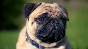 Dog, Pet, Sleepy, Animal, Cute