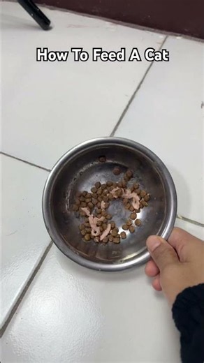 The Right Way To Feed Your Cat⁉️🤣😂😅💫✨