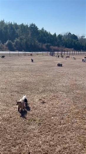 Blue Barns Farm - Llama, Goat & Donkey Sanctuary on Reels