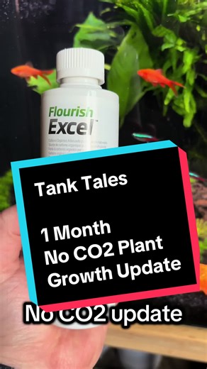 Can you grow healthy aquarium plants without CO₂? 🌿 After 1 month dosing Seachem Flourish Excel in my tropical tank, some plants are thriving… but others are melting. Is this the secret to better low-tech plant growth, or not? 🤔 #PlantedAquarium #NoCO2Aquarium #AquariumPlants #Aquascaping #FishTank