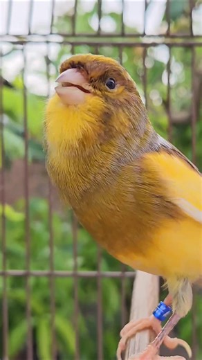 canary bird | bird chirping #bird #canary #birds