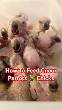 How to Hand Feed Sun Conure Chicks | Complete Guide for Beginners #aviculture #reels