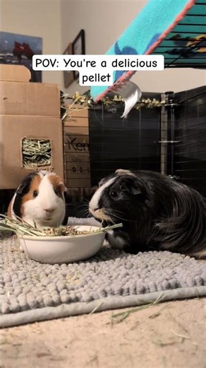 Proof that Guinea Pigs are the calmest pets ever 💖 #guineapig