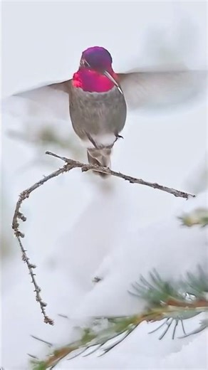 Hovering ability: Unlike most birds, hummingbirds can stay still in the air—like a tiny helicopter.