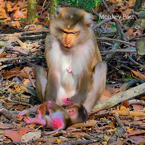 8.2K views · 311 reactions | Pity Baby Monkey Jovi getting to warning from Mom Joyce by press his head on the ground | Monkey Post | Facebook