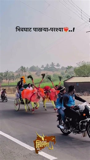 महाराष्ट्राच खिल्लार सोन