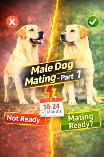 Male Dog Mating | Kab Ready Hota Hai?Part1#dogmating #dogbreeding #petawareness #peteducation #pets