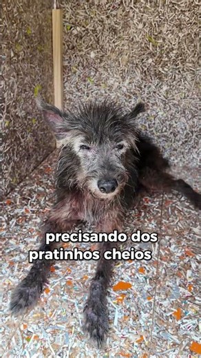O cuidado deles começa no seu coração #resgaute #abrigoanimal #doeamor
