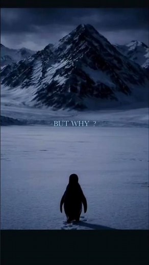 BUT WHY? . lone penguin walking away from its colony toward distant