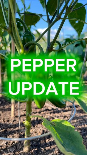 40K views · 939 reactions | Update on the peppers including the overwintered jalapeno plant. #garden #gardening #peppers | Dirty Punk Gardening | Facebook