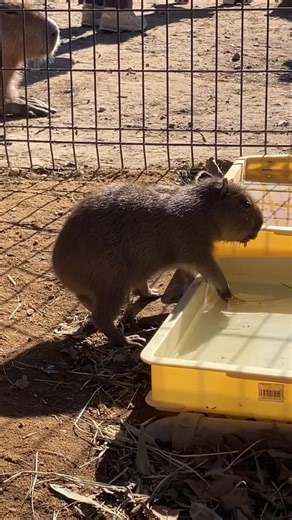 Capybara's Hilarious Cold Water Adventure