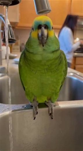 OPERA PARROT! 😭🦜 Why is he singing like this?! 🤣