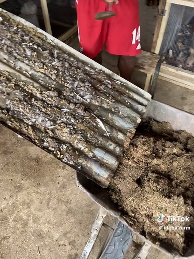 The Importance of Biosecurity in Poultry Farming