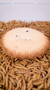 33K views · 219 reactions | Mealworms vs. Blueberry Pie | WormLapse | Facebook