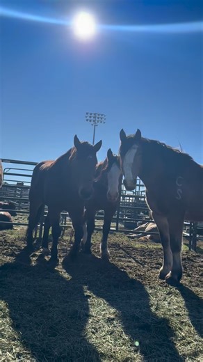 37K views · 852 reactions | R&R - bucking horse style The first round of the National Finals Rodeo starts tomorrow night, and we're thrilled to have 14 horses and one bull selected to compete amongst the best animal athletes in the world. Join us in wishing the Stampede bucking stock good luck as they kick off the next 10 days in Las Vegas!✨ | Calgary Stampede | Facebook
